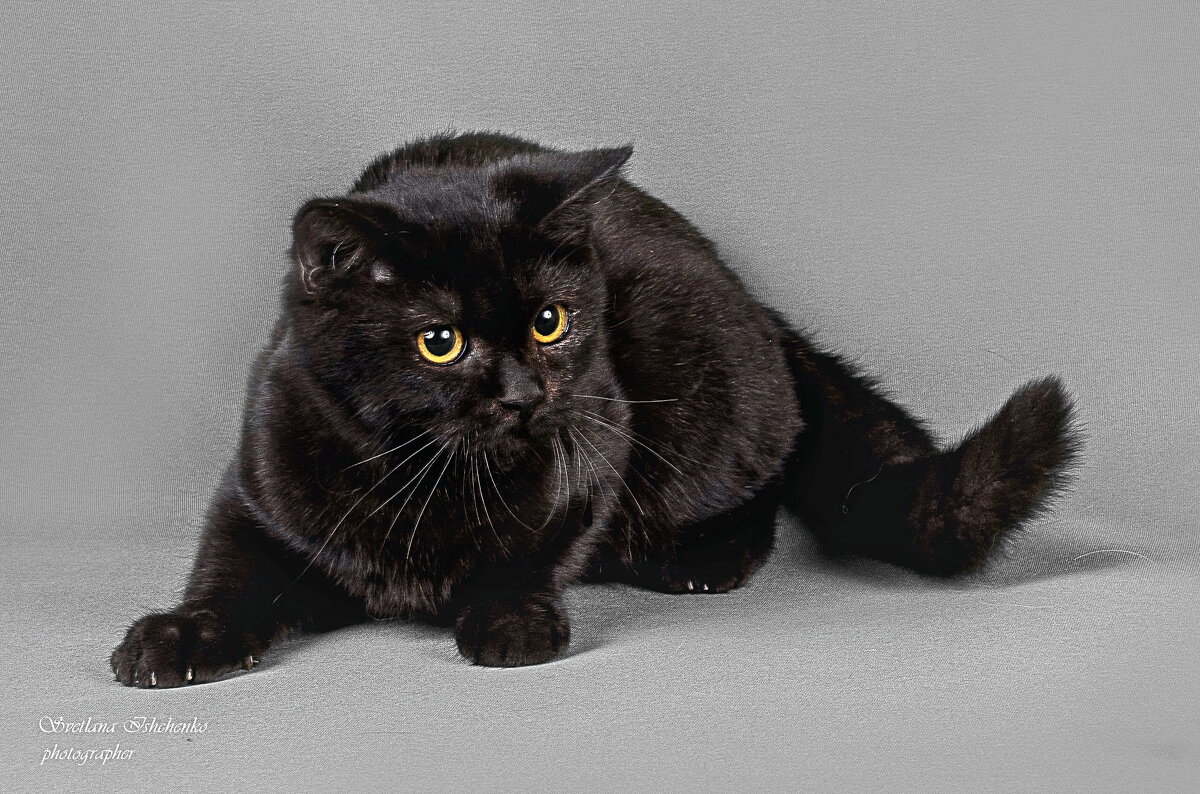 Cкоттиш-страйт - Светлана Ищенко