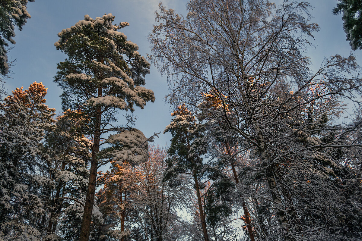 Макушки деревьев утром - Сергей Цветков