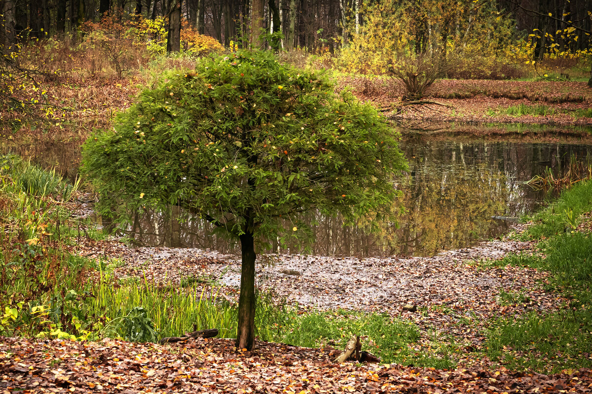 Деревце - Валерий Пославский Деревце - Валерий Пославский