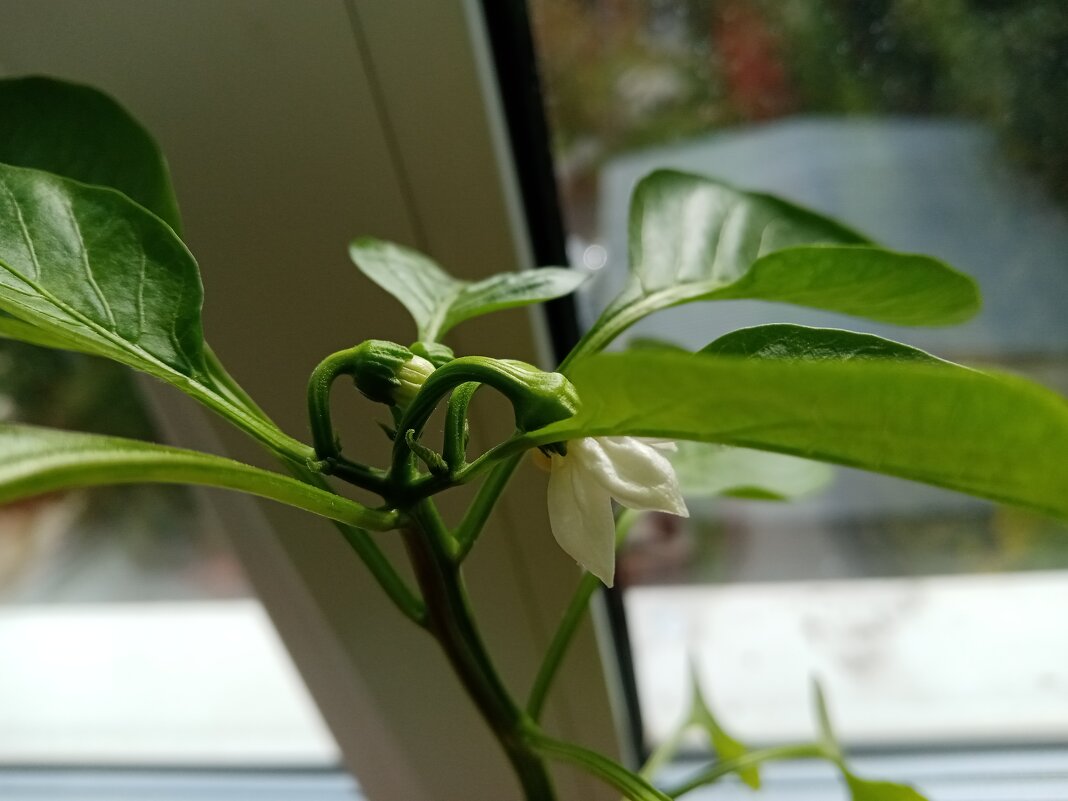 Цветы. - Владимир Драгунский Цветы. - Владимир Драгунский