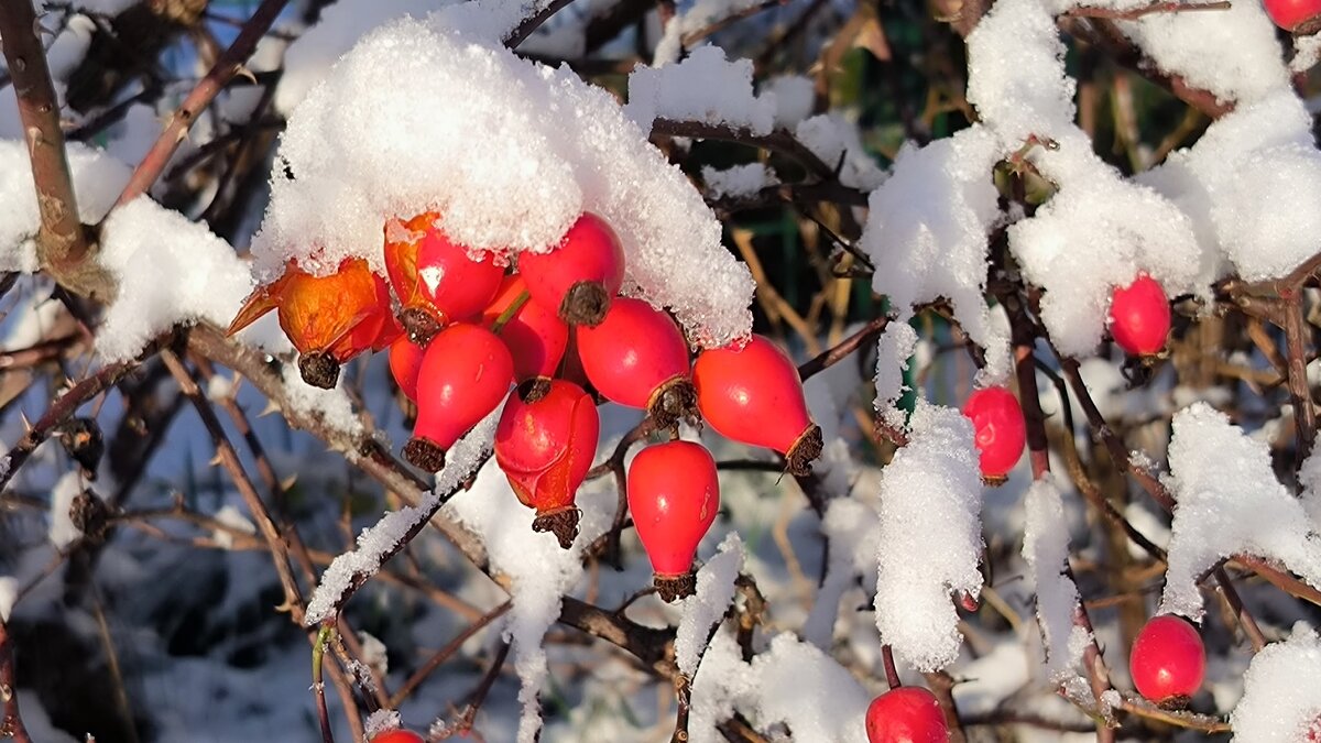 Первый снег. - Ольга 