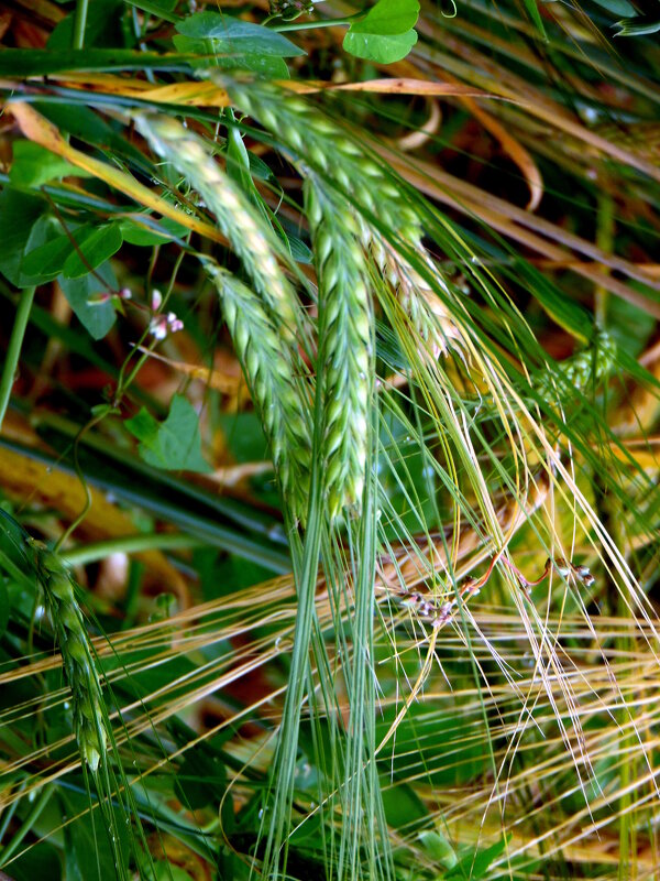 Ячмень в колосках. - nadyasilyuk Вознюк