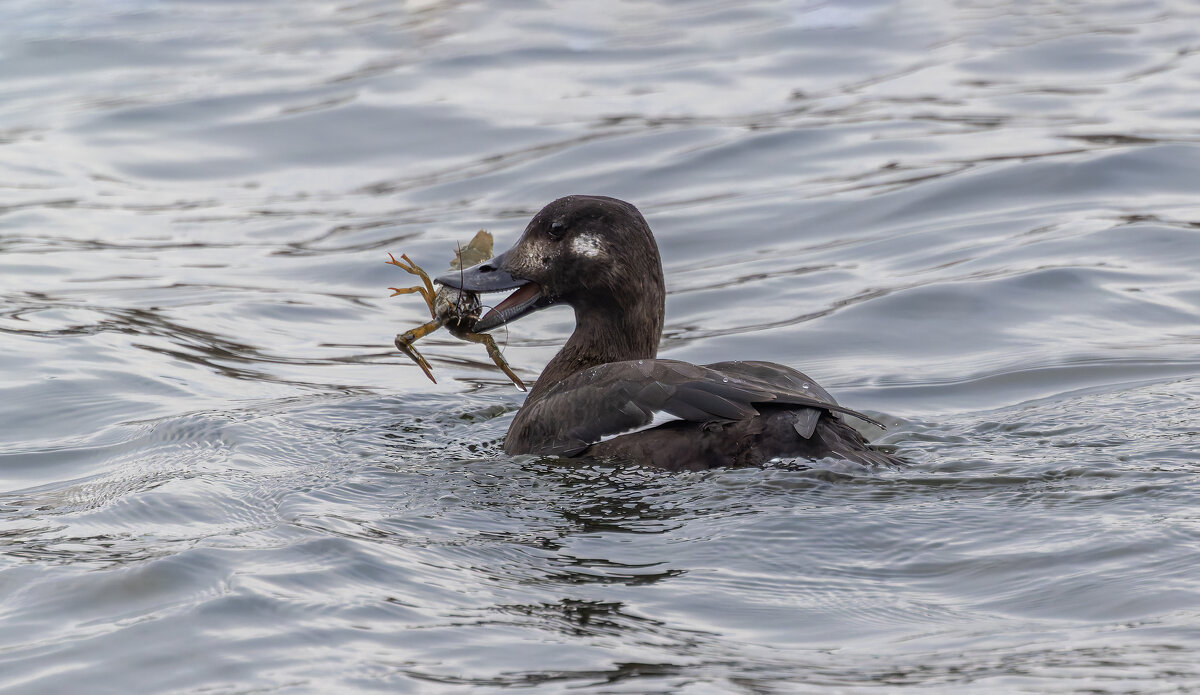 турпан. - юрий макаров