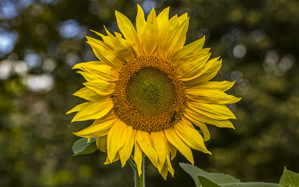 Вспомним лето. - Петр Беляков