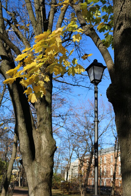 Осенними аллеями - Ольга Осенними аллеями - Ольга