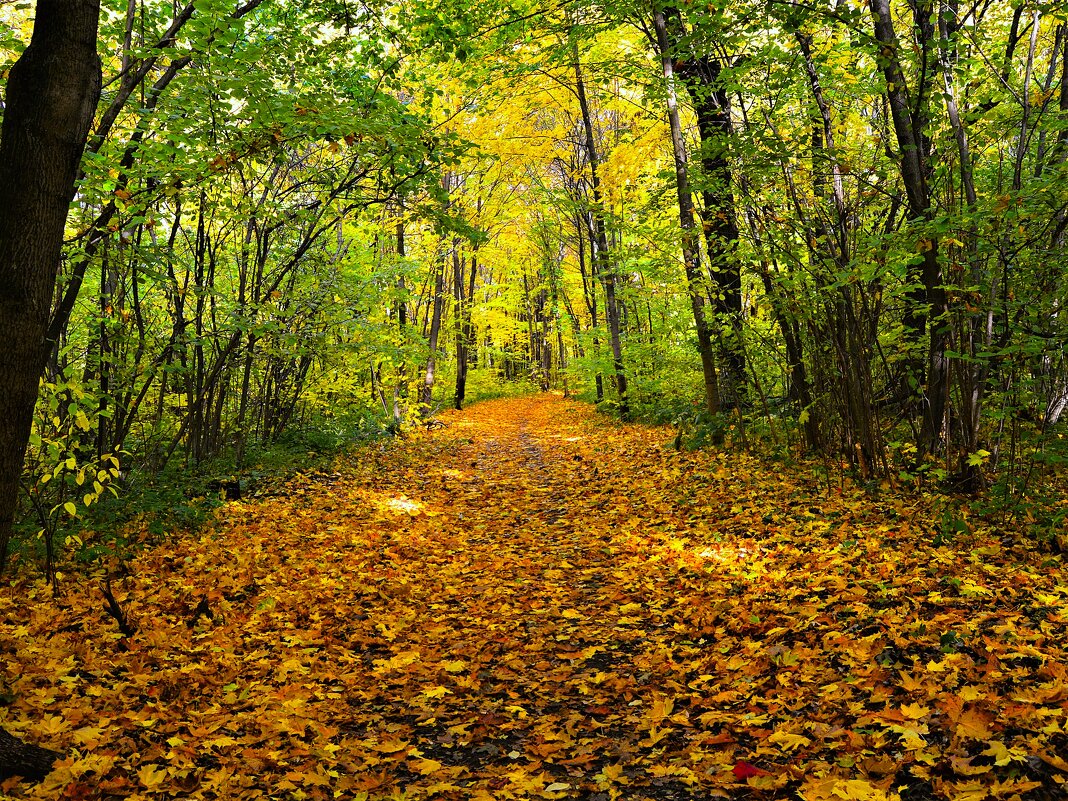 Новочебоксарск. Осенняя аллея Ельниковской рощи. - Пётр Чернега
