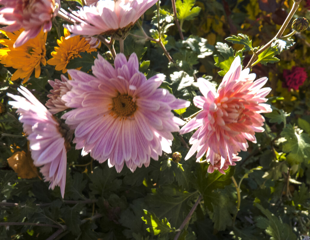 Хризантемы - Валентин Семчишин