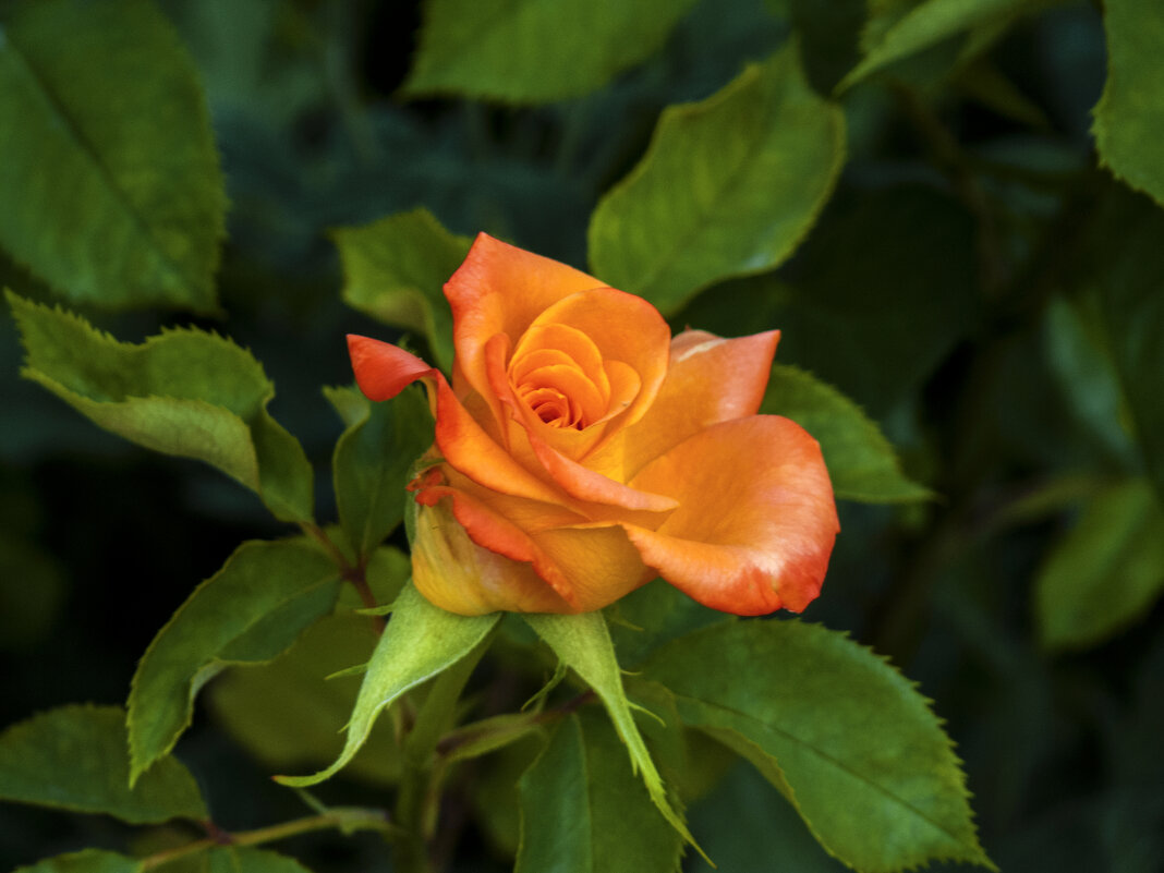 Оранжевая Флорибунда - Валентин Семчишин Оранжевая Флорибунда - Валентин Семчишин