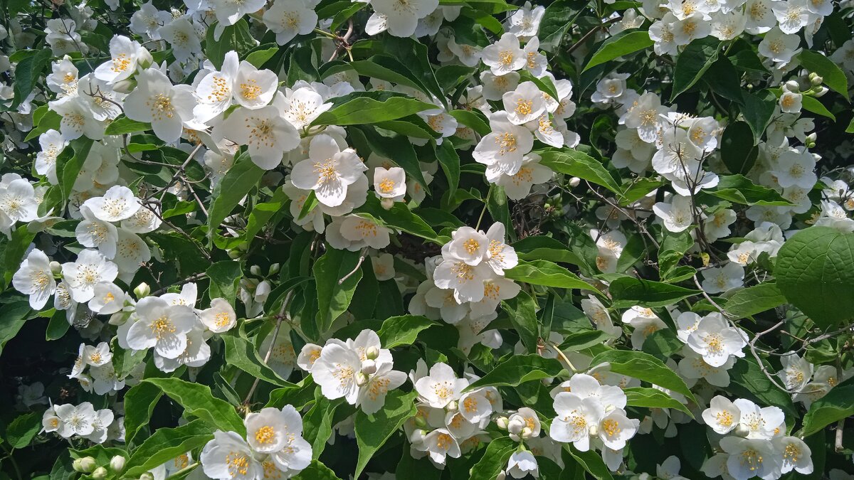 июнь - Елена Шаламова