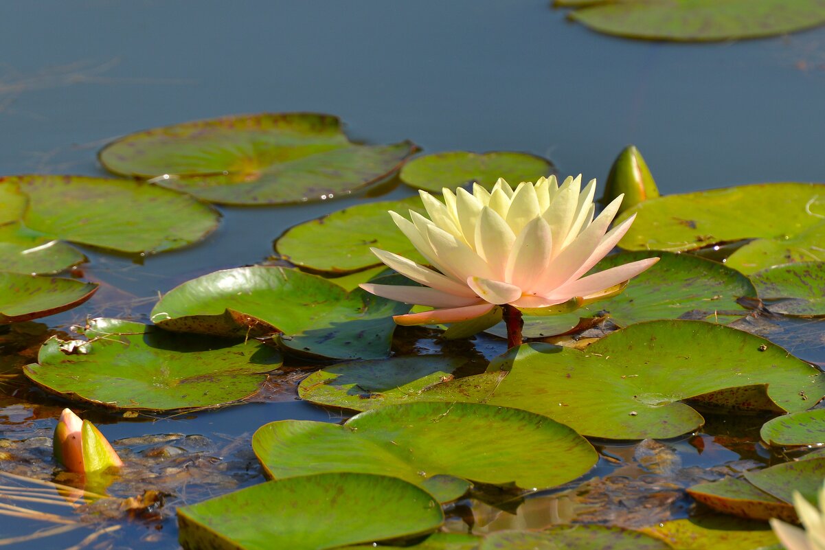 Нимфеи пруда "Бекет" - Константин Анисимов