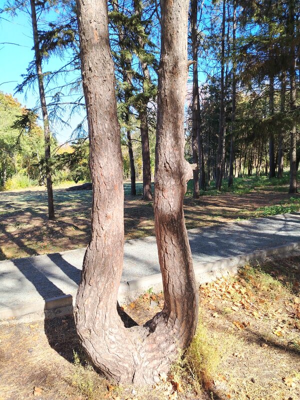 Дерево арфа - Надежда 