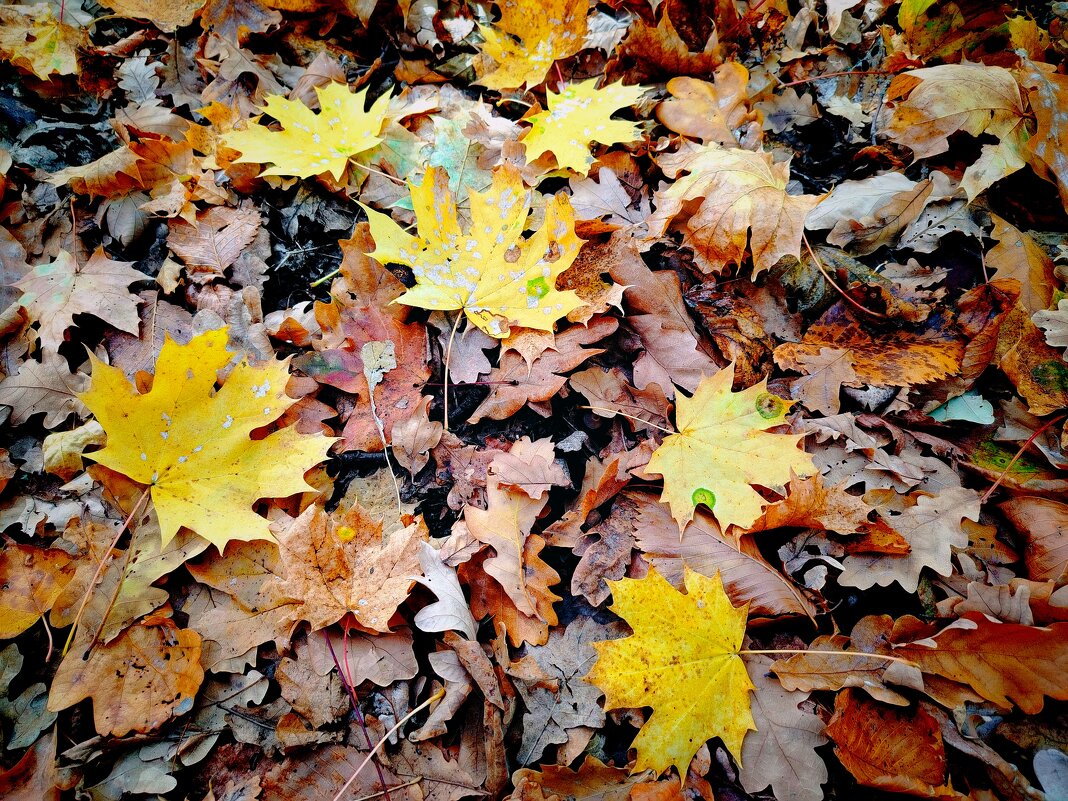 Последние листья - Надежда 