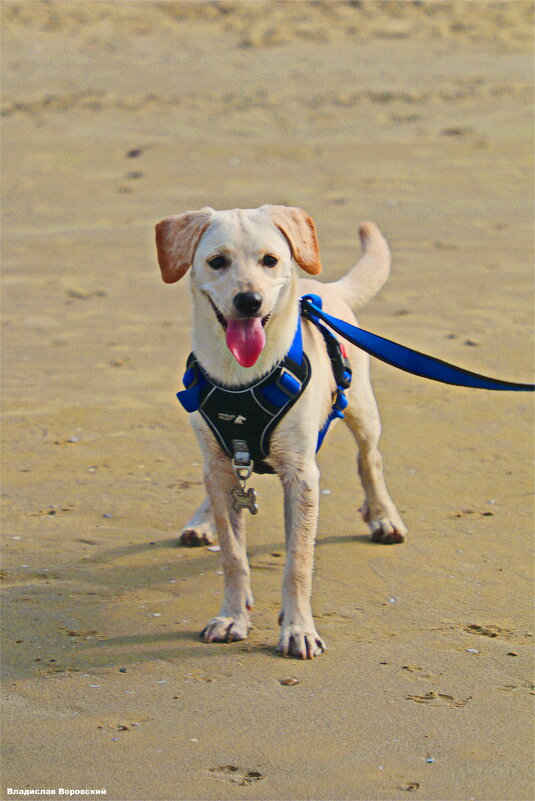 Моя любимая собака Хелли - Владислав Воровский 