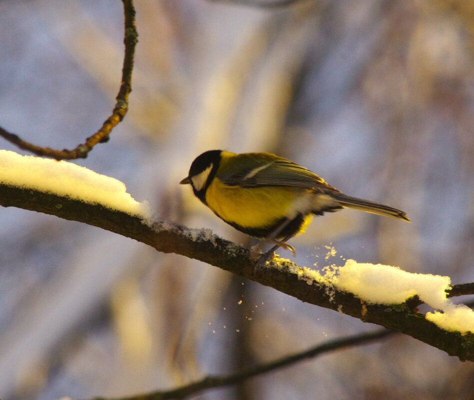 Лапка замёрзла... утро, всё-таки... - Юрий Куликов