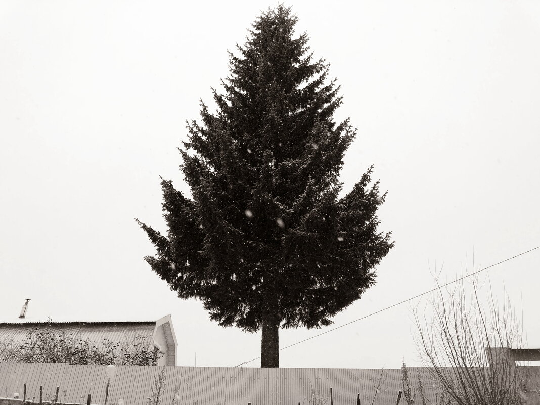 Фотография - Денис Безногов