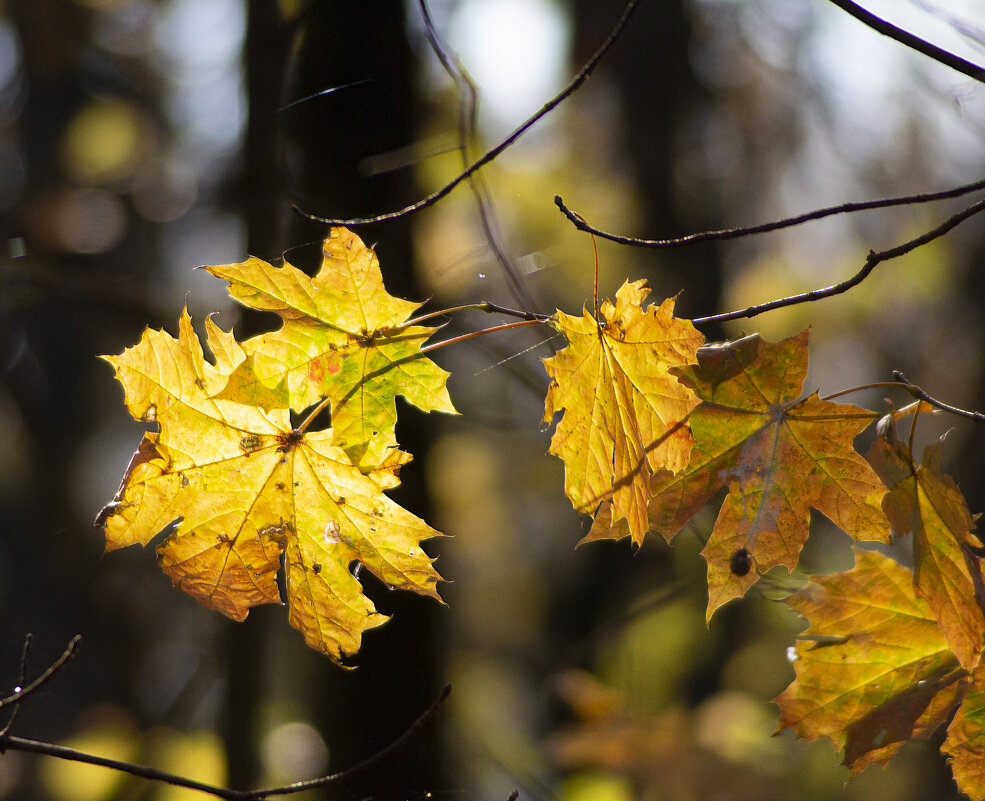 Осень. - Александр Осень. - Александр