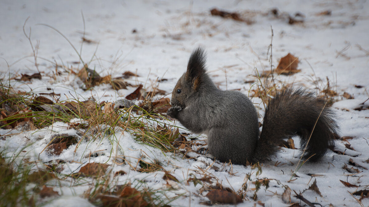 Белка в зимней шубке. - Вадим Басов