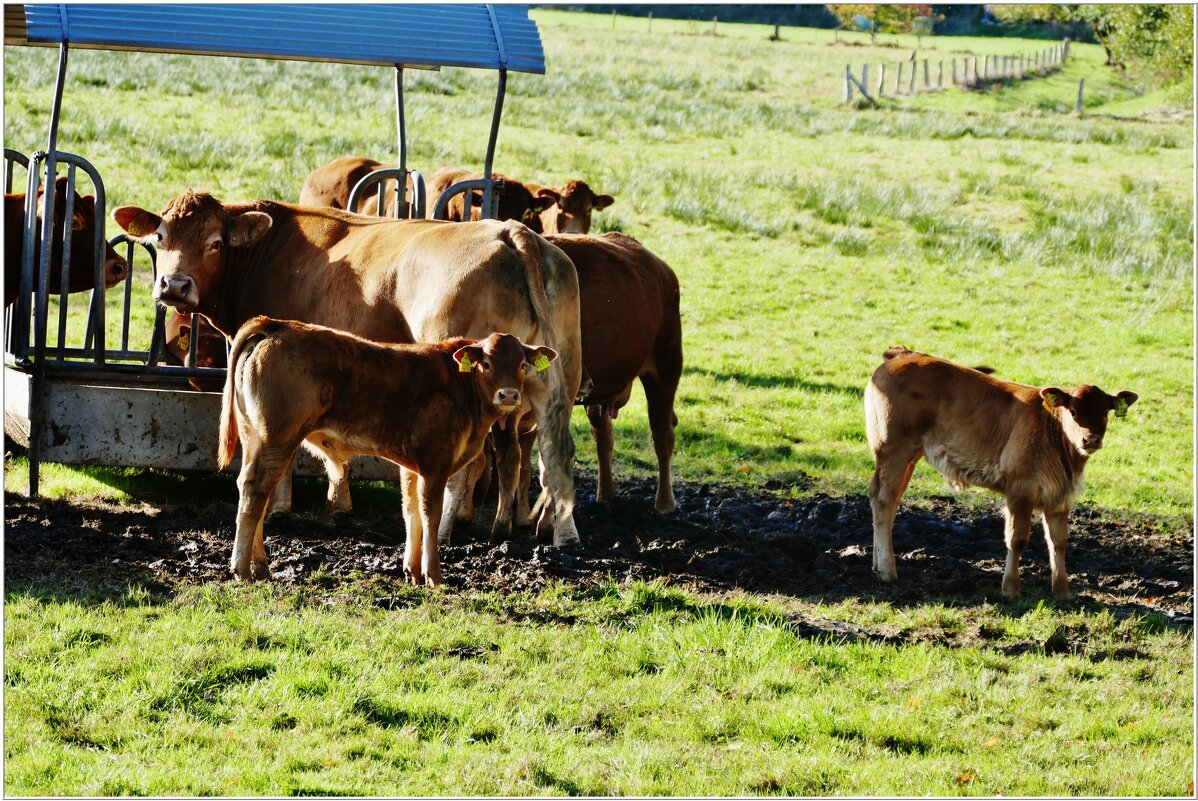 СЕЛЬСКИЙ МОТИВ... - Elvira E. 