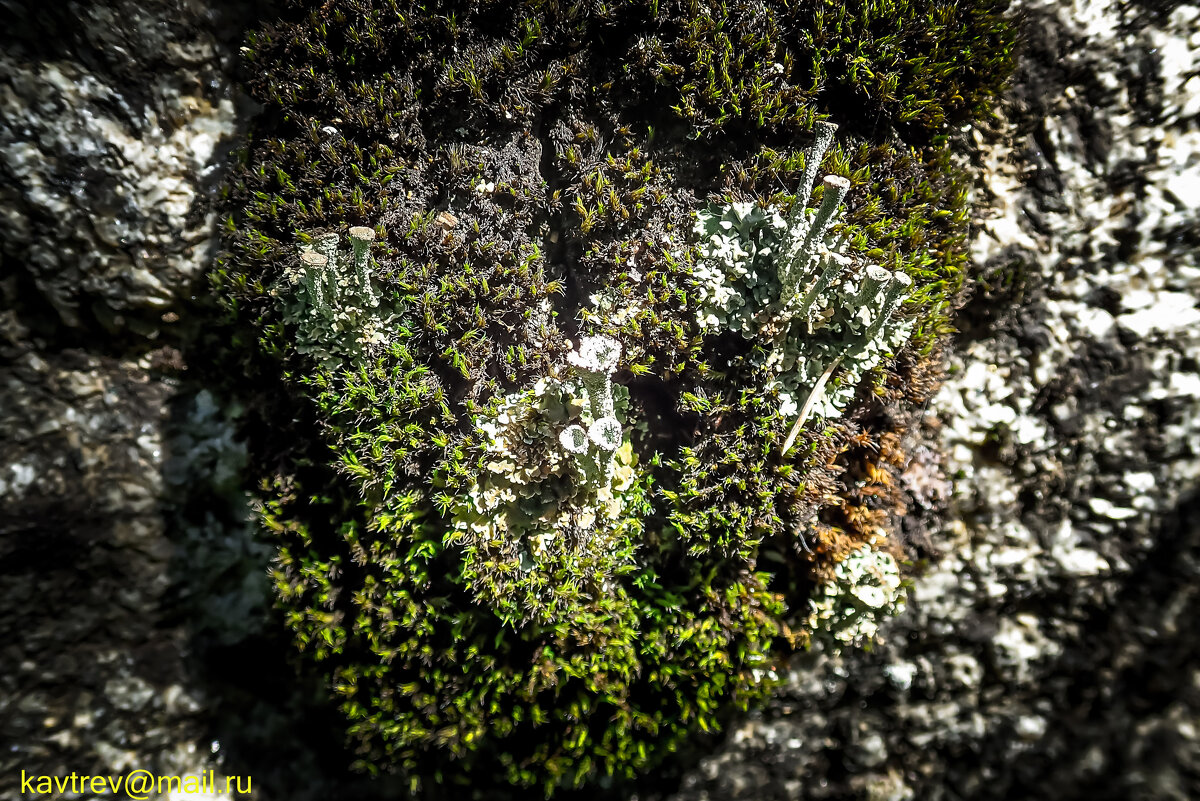 ЛИШАЙНИКИ - HART BAD