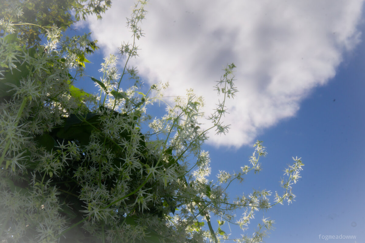 Клематис виргинский (Ломонос) - fogmeadowww m