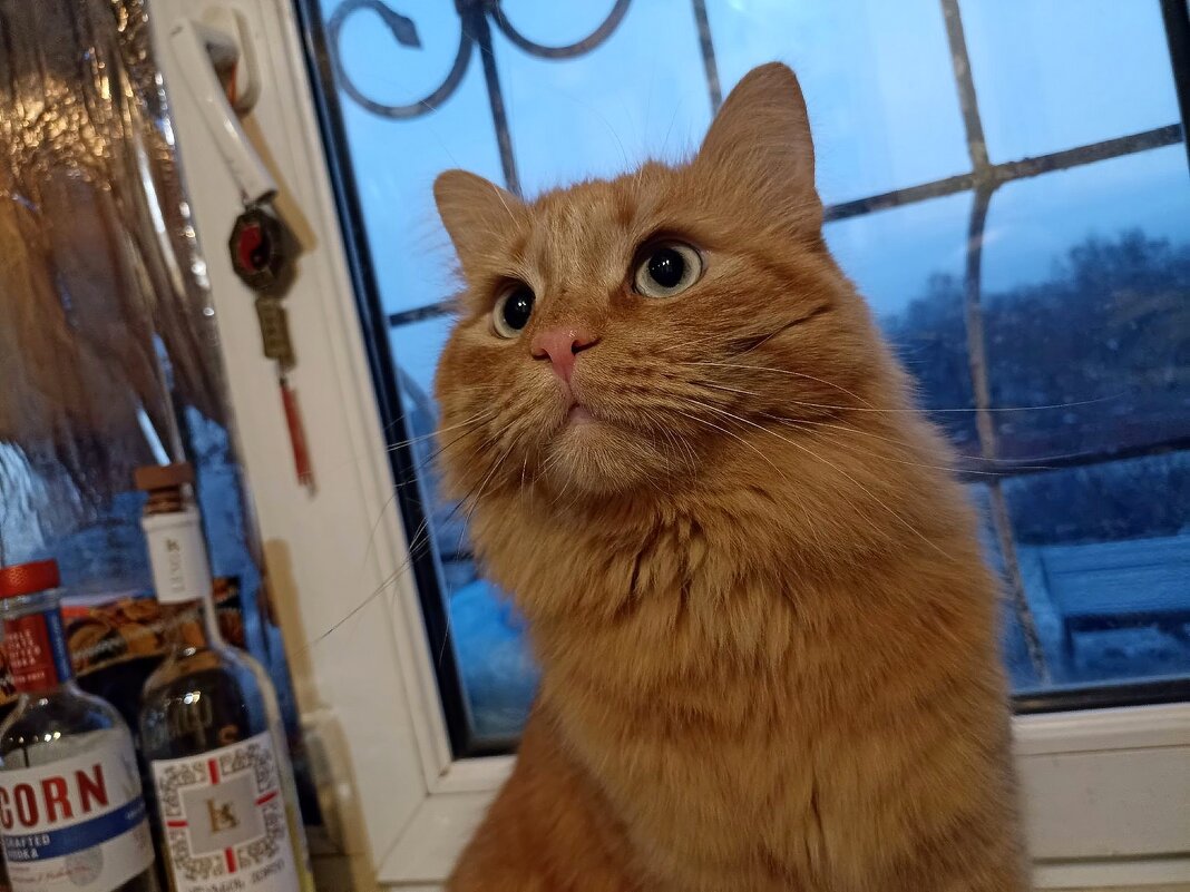 Кот Лёва. - Михаил Столяров