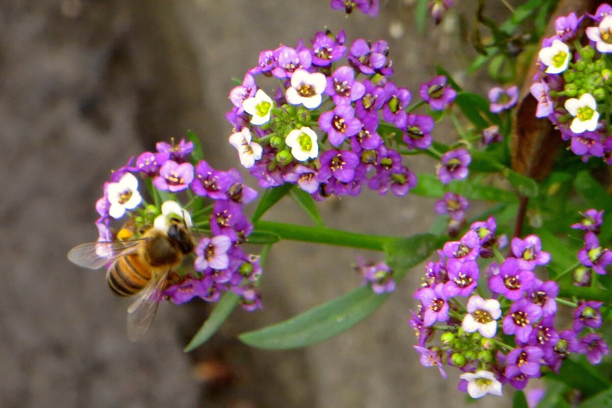 А ведь это не муха-журчалка, а пчёлка в ноябре проснулась! - Татьяна Смоляниченко А ведь это не муха-журчалка, а пчёлка в ноябре проснулась! - Татьяна Смоляниченко