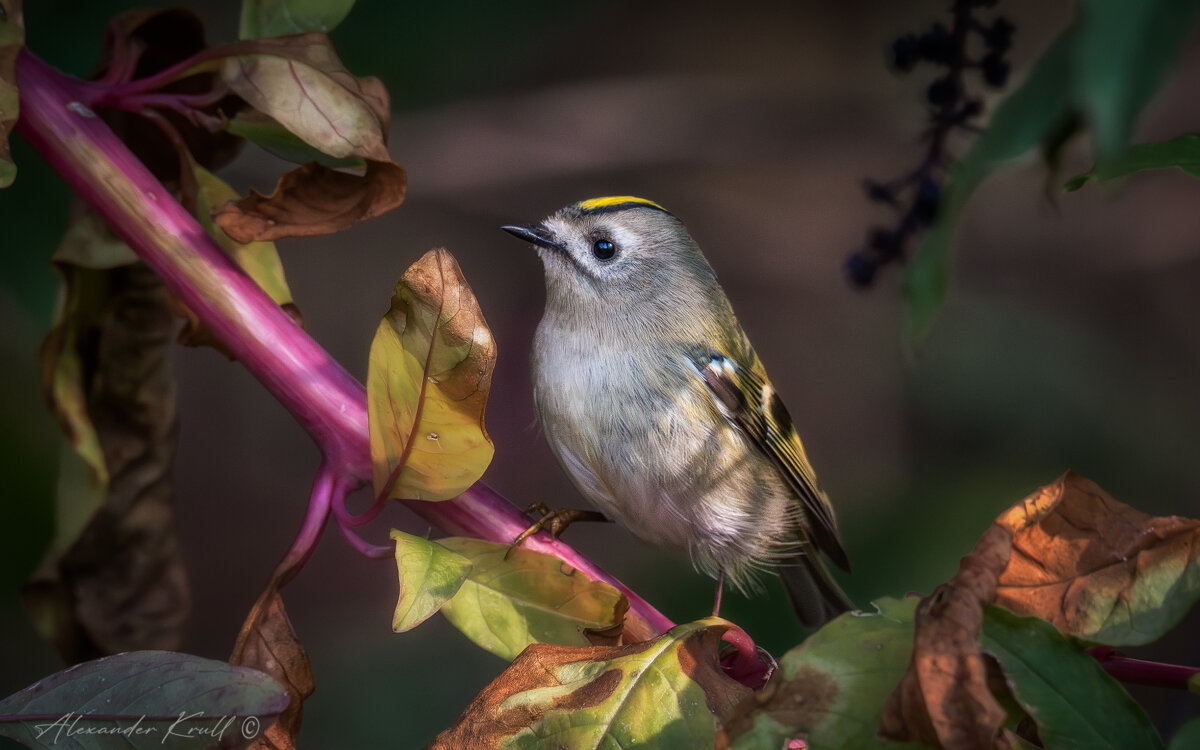 Самый маленький - Александр К.