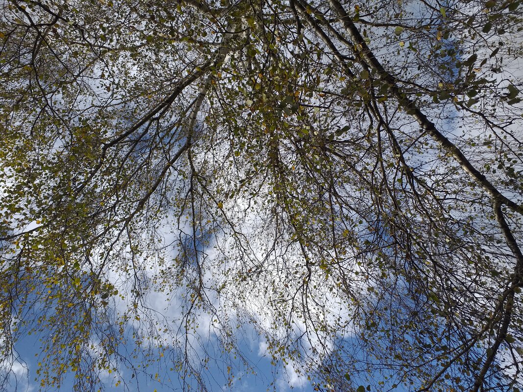 жизнь берёзы в небесах... - Галина Флора