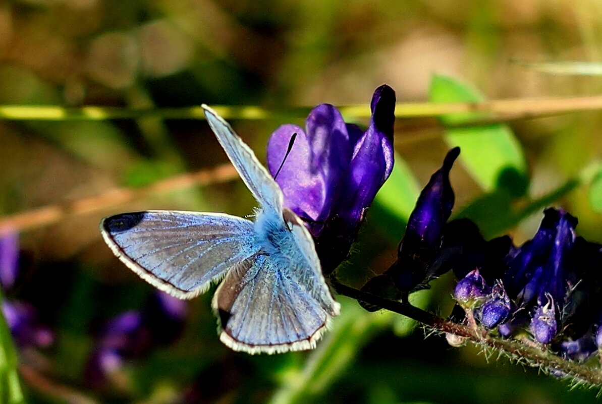 опять про бабочек...67 - Александр Прокудин опять про бабочек...67 - Александр Прокудин