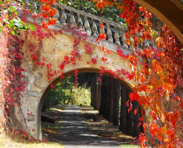 Краски осенние арку украсили - Galina Solovova