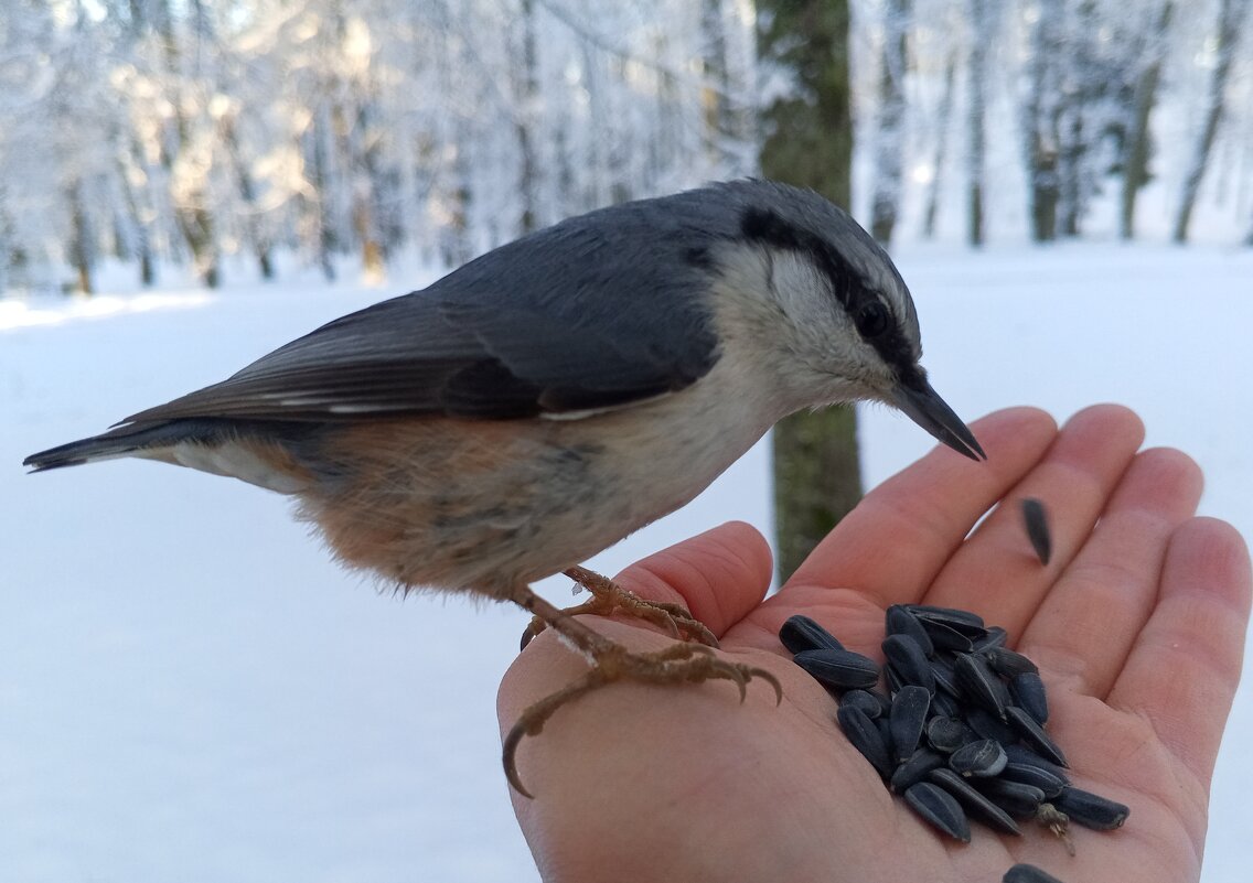 Поползень - Сапсан 