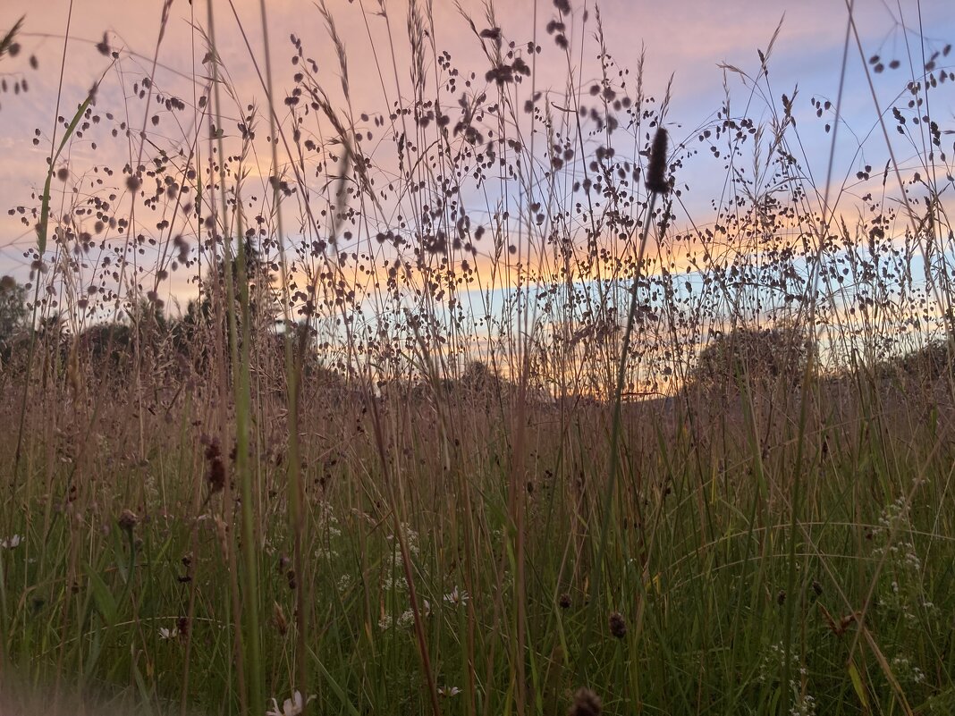 Разнотравье - Ольга Савельева 