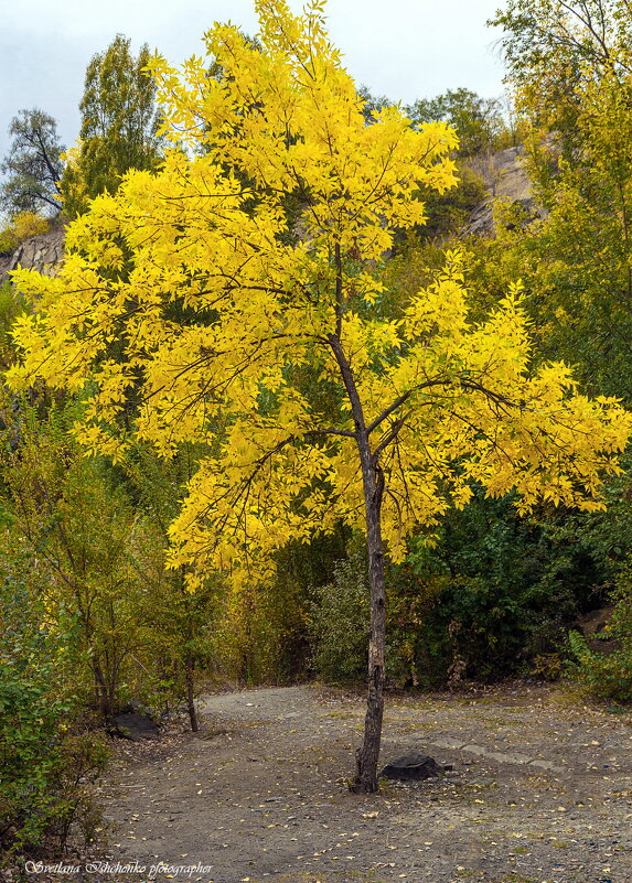 Осень - Светлана Ищенко