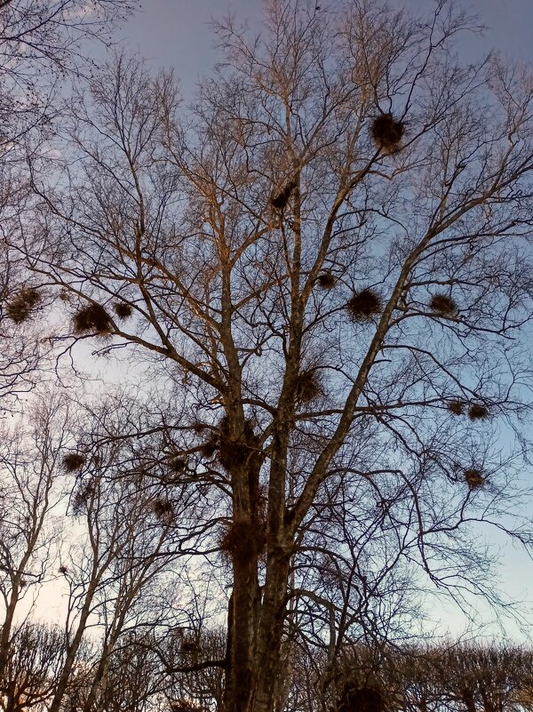 Прогулка по парку Кадриорг - Veera V Прогулка по парку Кадриорг - Veera V