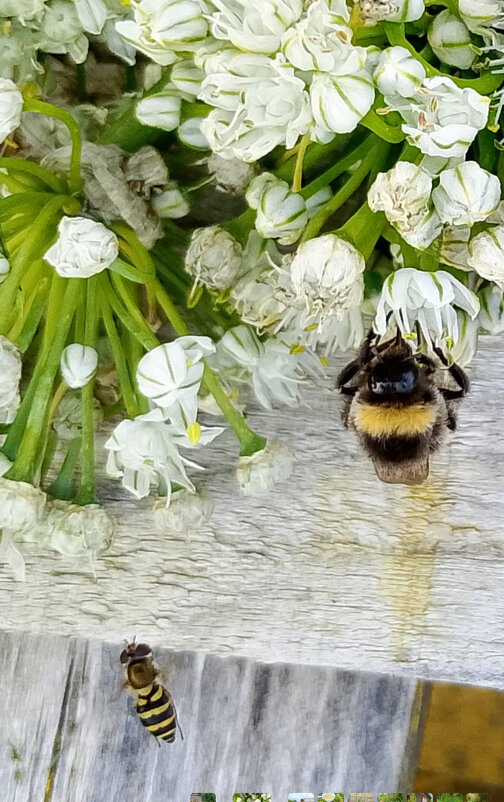 Лакомство - Ален Янн 