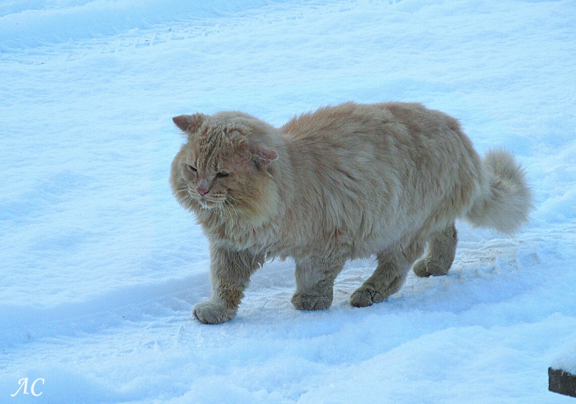 Случайные встречи - Любовь Сахарова