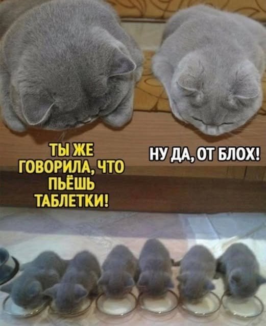 Ты же сказала... :) - Валерий Кокорев