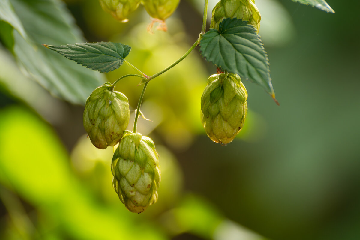 Хмель - Игорь Сикорский