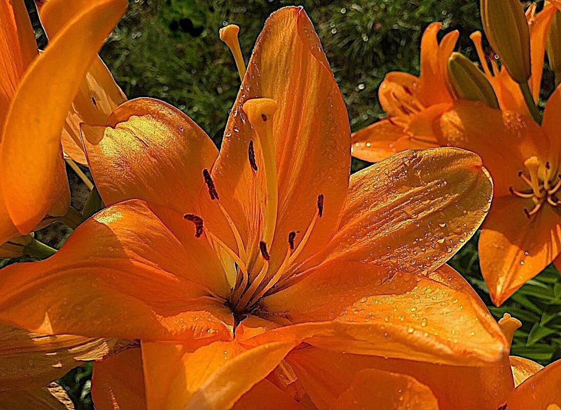 ***лилия огненная*** - Olga Oskolkova