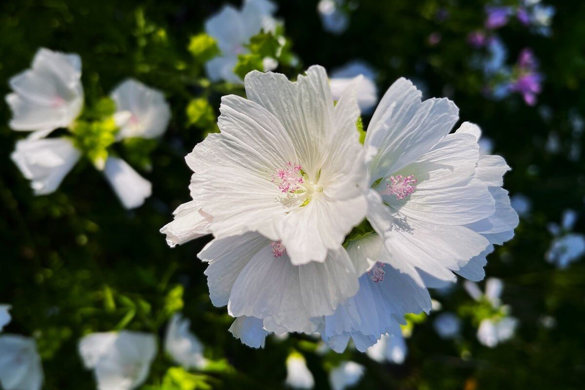 ***цветы лета*** - Olga Oskolkova