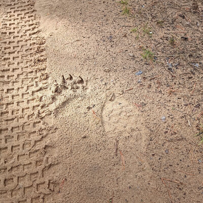 Следы... - Ирина *