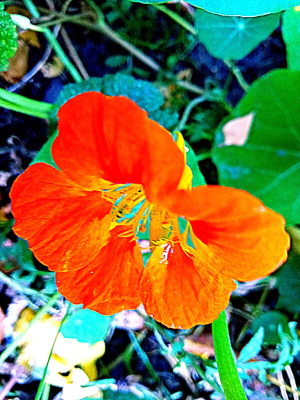 Цветы. - Владимир Драгунский Цветы. - Владимир Драгунский