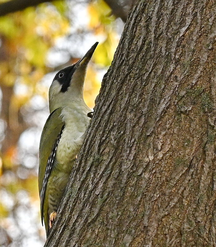 Зелёный дятел.. - Николай Саржанов