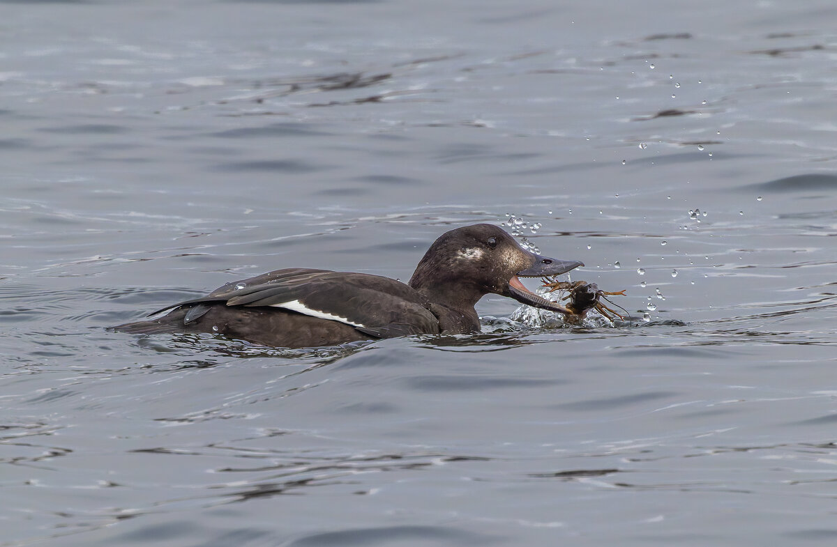 турпан. - юрий макаров