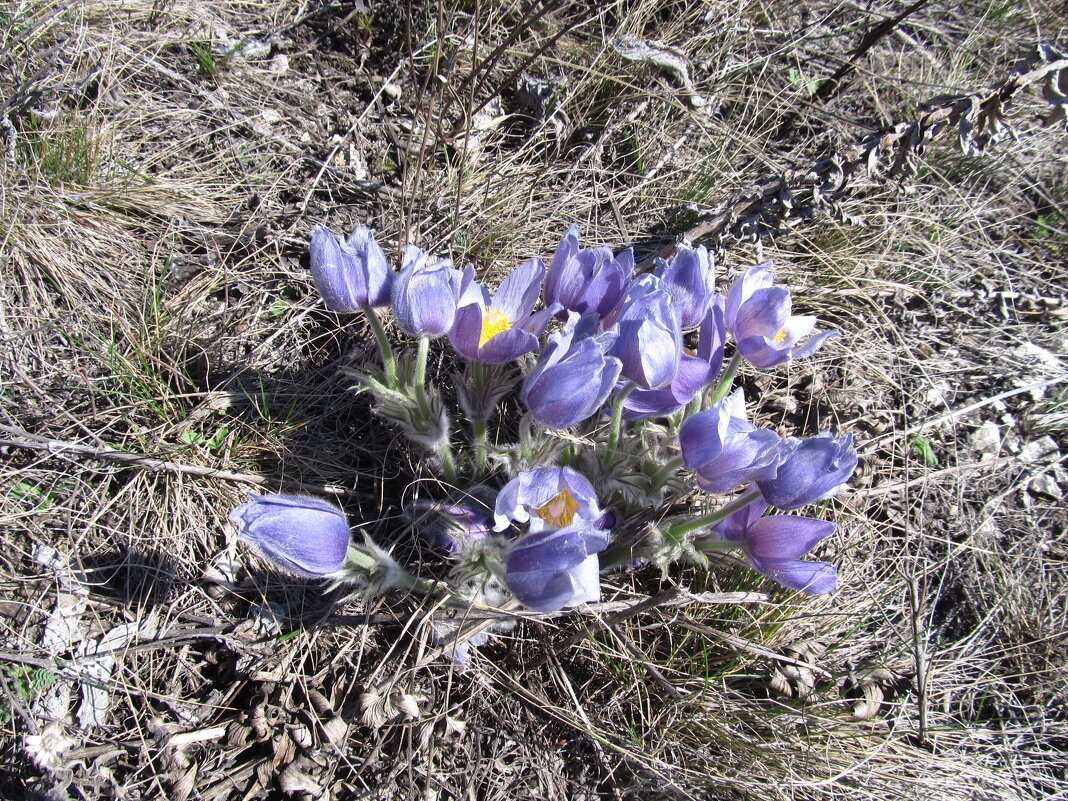 апрельское - Елена Шаламова