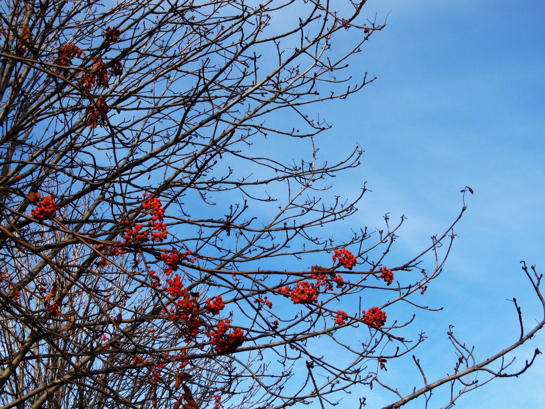 ноябрь - Елена Шаламова
