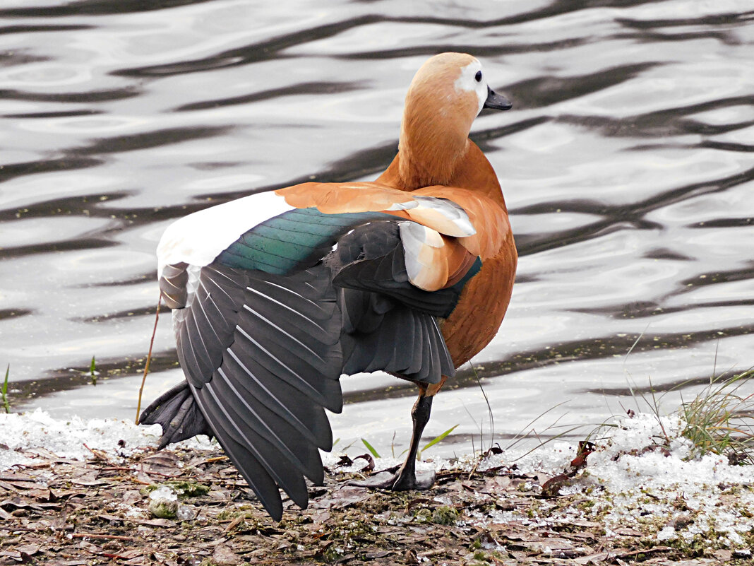 Самка огаря - Лина 