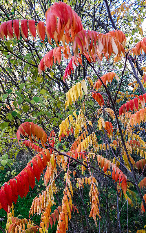 Осеннее - Варвара Осеннее - Варвара