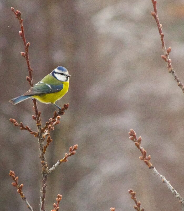 Лазоревка... - Юрий Куликов