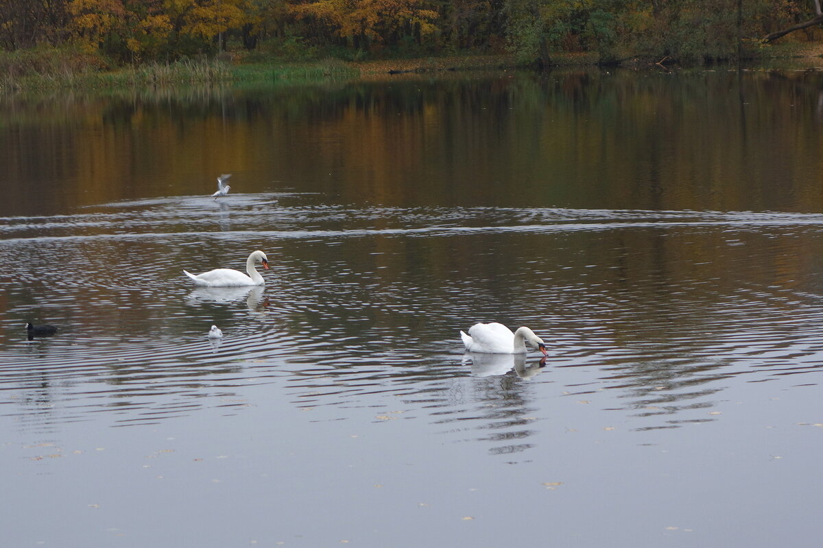 Лебеди в городе - Рита Симонова